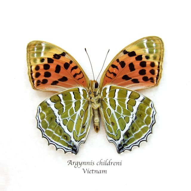 Real Large Silverstripe butterfly framed - Argynnis childreni