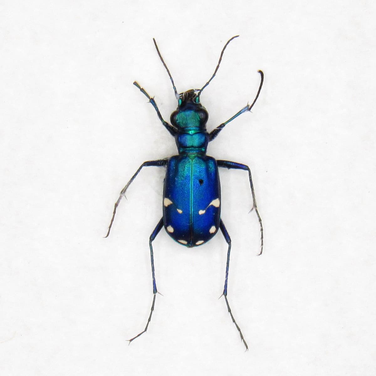 Real North American Tiger beetle framed taxidermy - Cicindela sexguttata