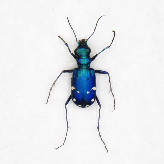 Real North American Tiger beetle framed taxidermy - Cicindela sexguttata