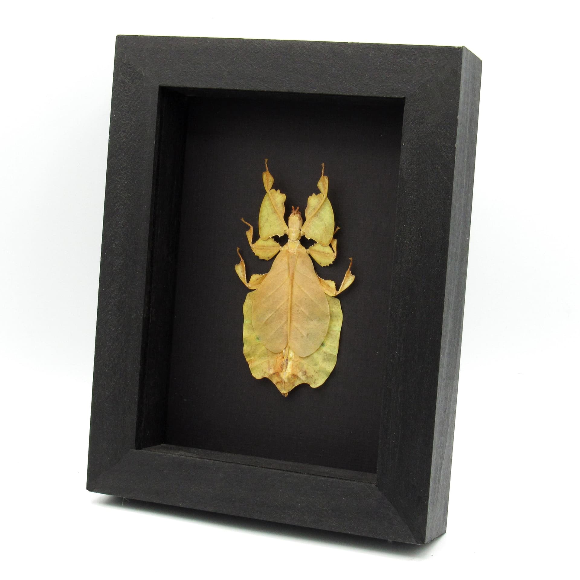 Rare yellow Walking Leaf bug framed taxidermy - Phyllium pulchrifolium
