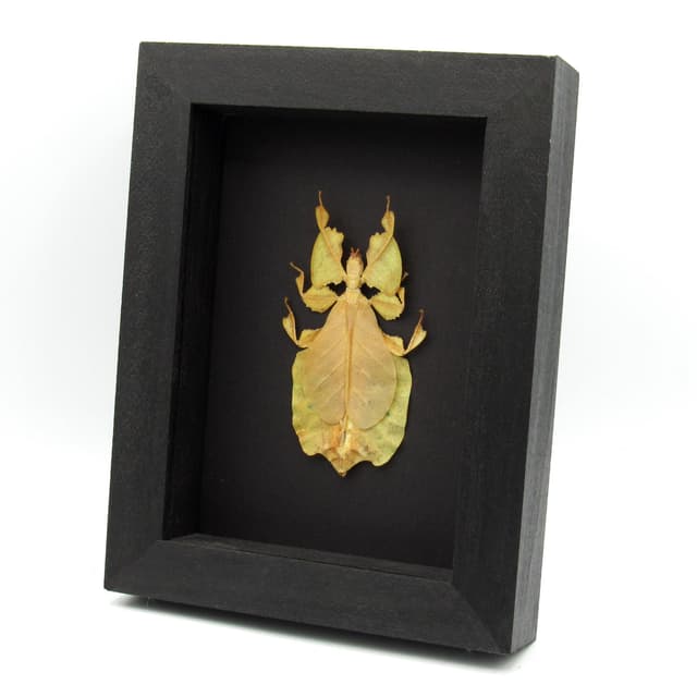 Rare yellow Walking Leaf bug framed taxidermy - Phyllium pulchrifolium