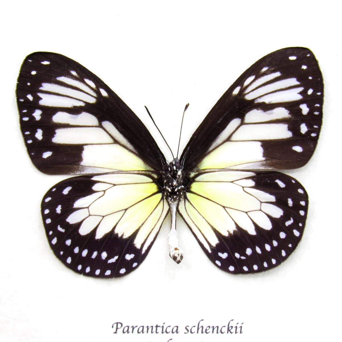 Real Tiger butterfly framed taxidermy - Parantica schenckii