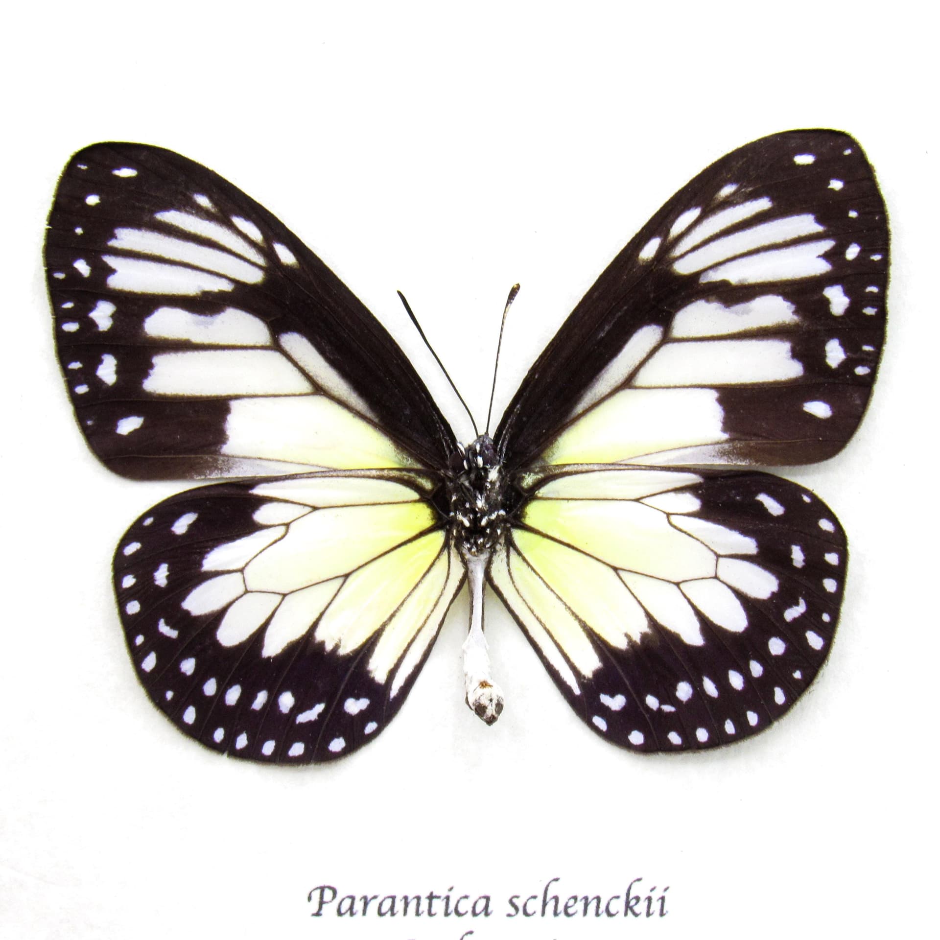 Real Tiger butterfly framed taxidermy - Parantica schenckii