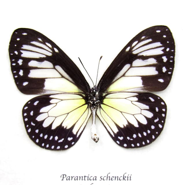 Real Tiger butterfly framed taxidermy - Parantica schenckii