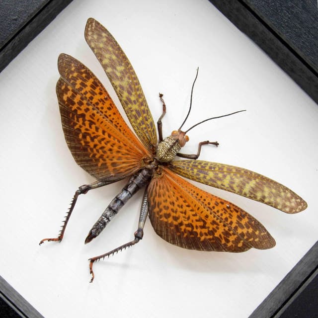 Real red grasshopper framed taxidermy - Tropidacris dux