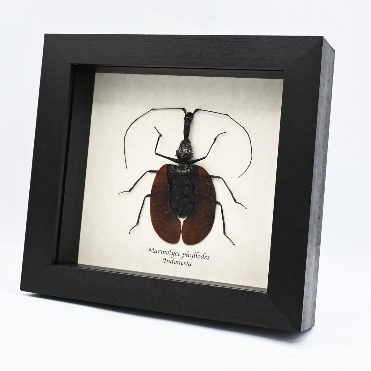 Real large Violin beetle framed taxidermy - Marmolyce phyllodes