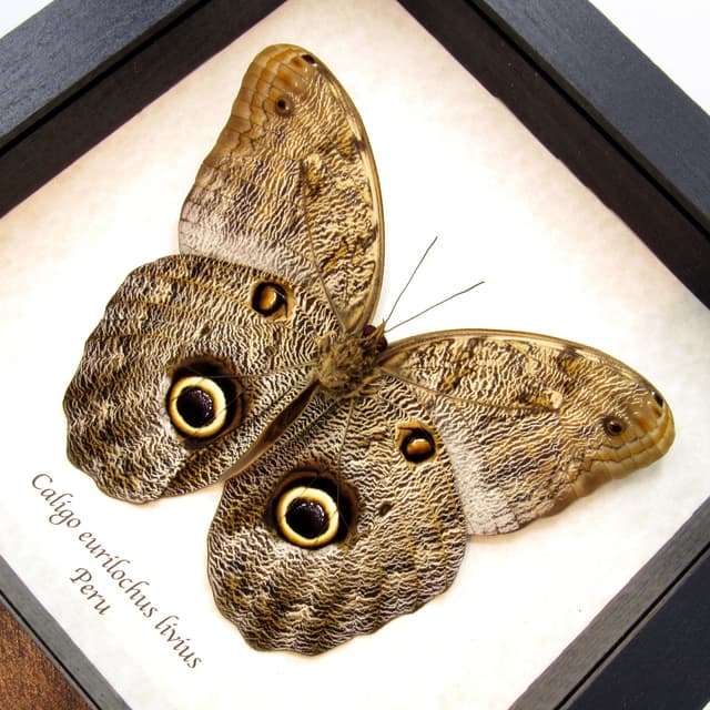 Real Giant Owl Butterfly framed taxidermy - Caligo eurilochus livius