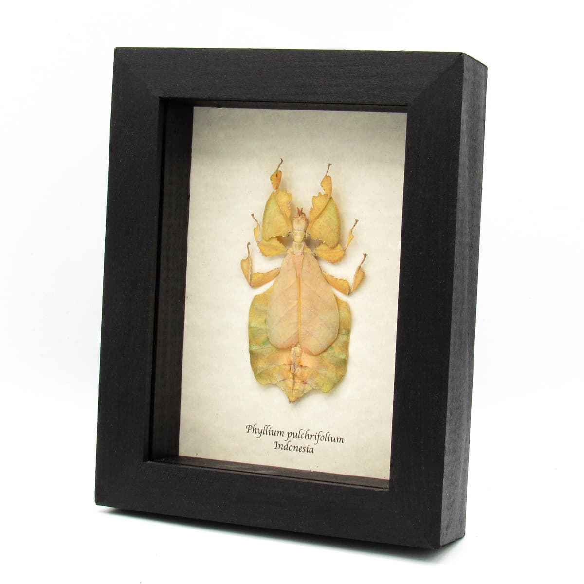 Rare yellow Walking Leaf bug framed taxidermy - Phyllium pulchrifolium