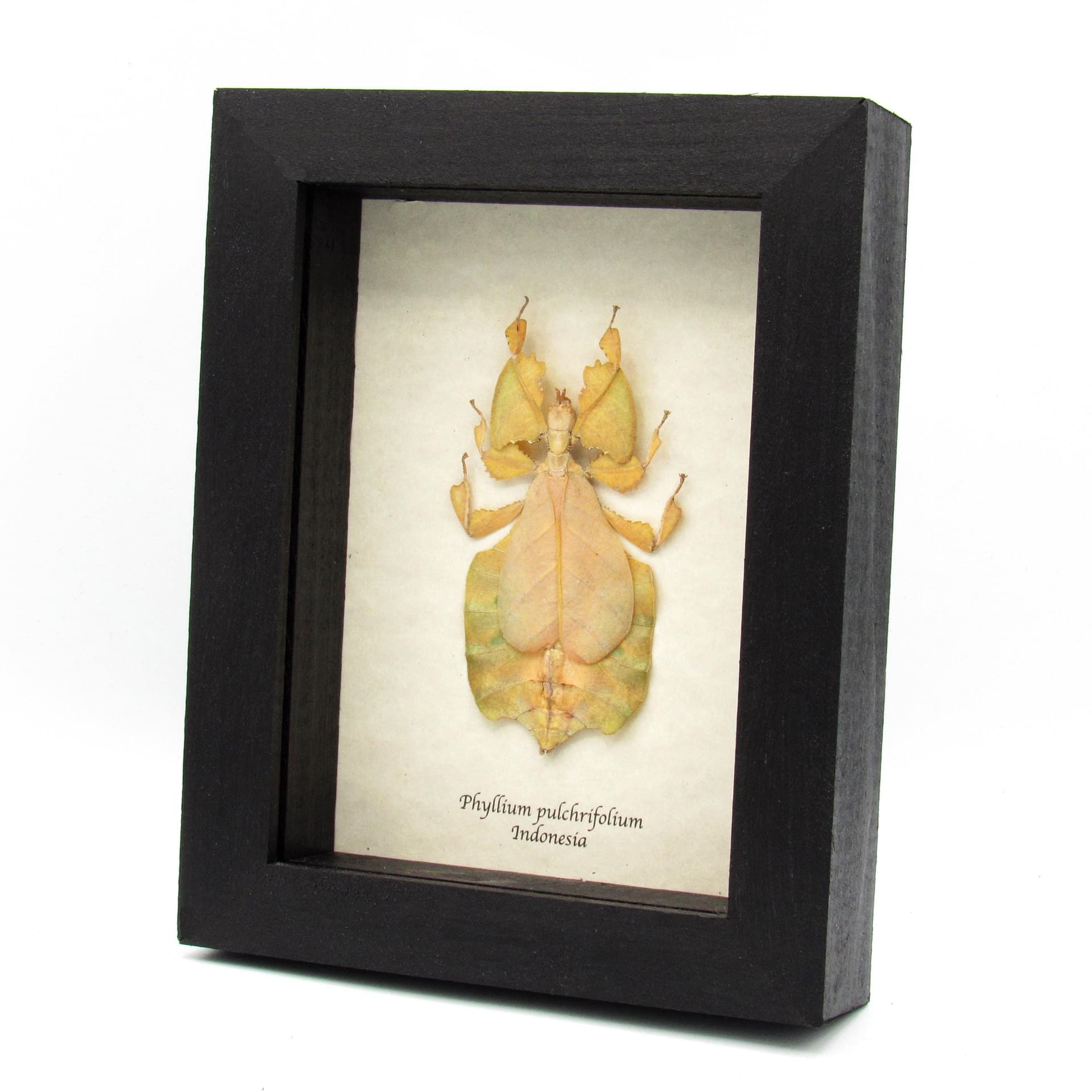 Rare yellow Walking Leaf bug framed taxidermy - Phyllium pulchrifolium