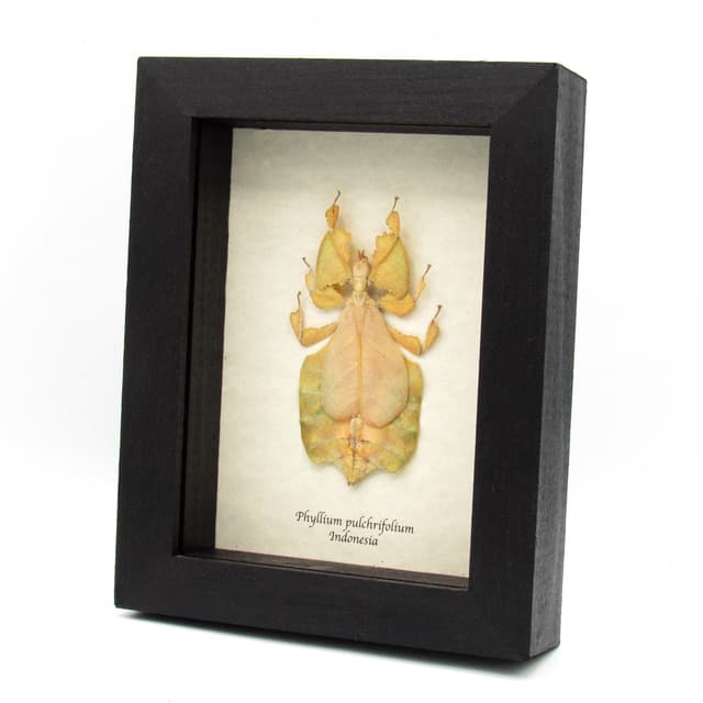 Rare yellow Walking Leaf bug framed taxidermy - Phyllium pulchrifolium