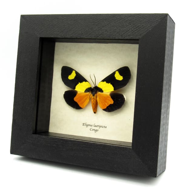 Rare iridescent Nolid moth framed taxidermy - Eligma laetipicta