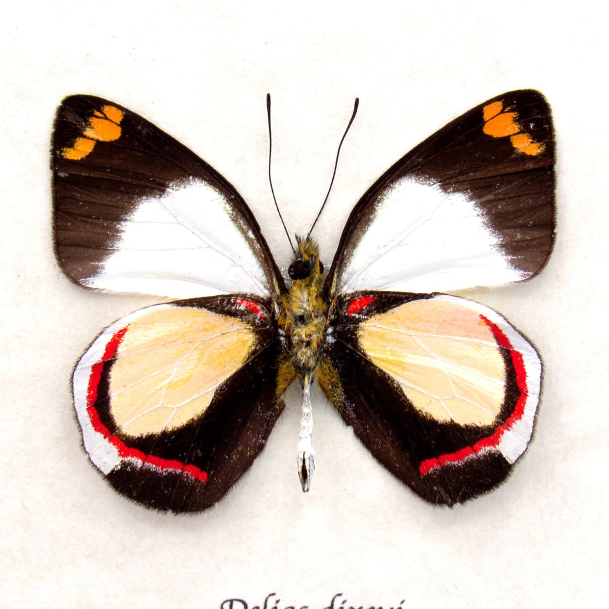 Real peach Delias butterfly framed taxidermy - Delias dixeyi