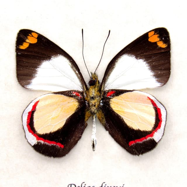 Real peach Delias butterfly framed taxidermy - Delias dixeyi