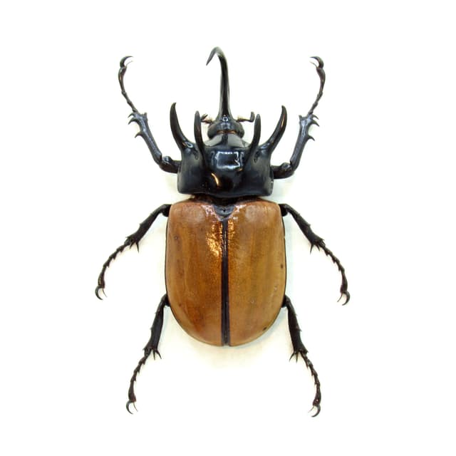 Real Giant Rhinoceros beetle framed taxidermy - Eupatorus gracilicornis