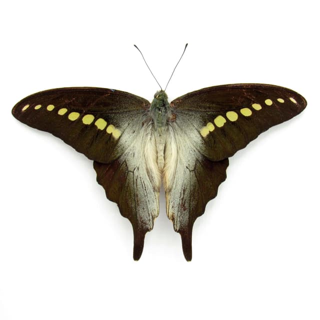 Real framed taxidermy butterfly taxidermy - Graphium codrus - Victorian mount