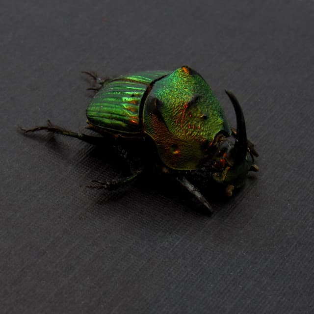 Real metallic dung beetle framed taxidermy - Phanaeus mexicanus