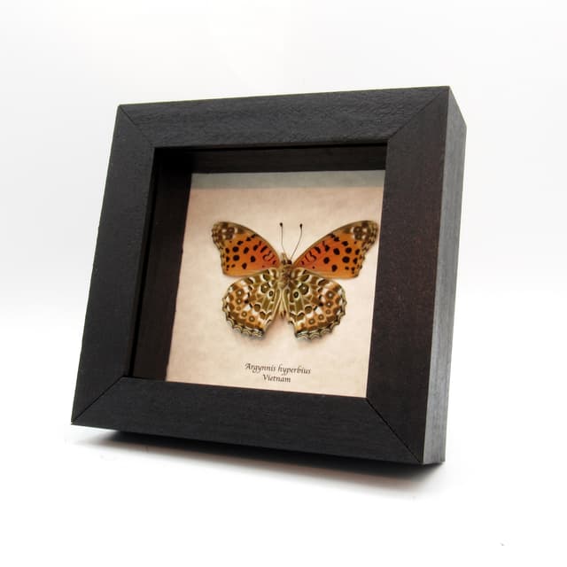 Real framed taxidermy butterfly - Argynnis hyperbius