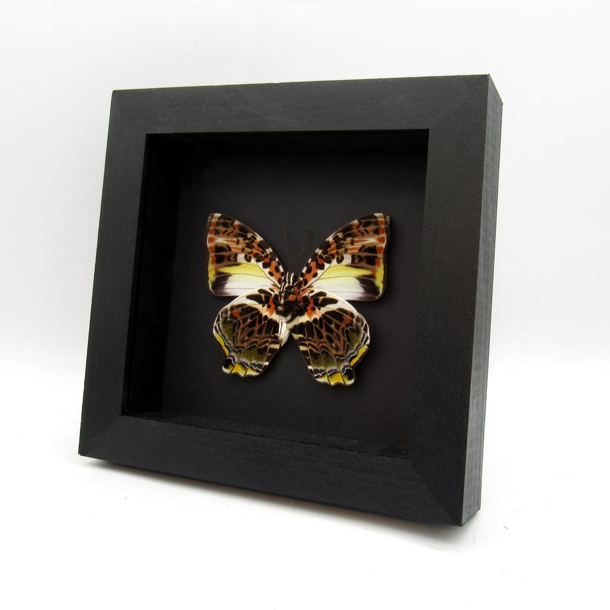 Large red real butterfly framed taxidermy - Agatasa calydonia