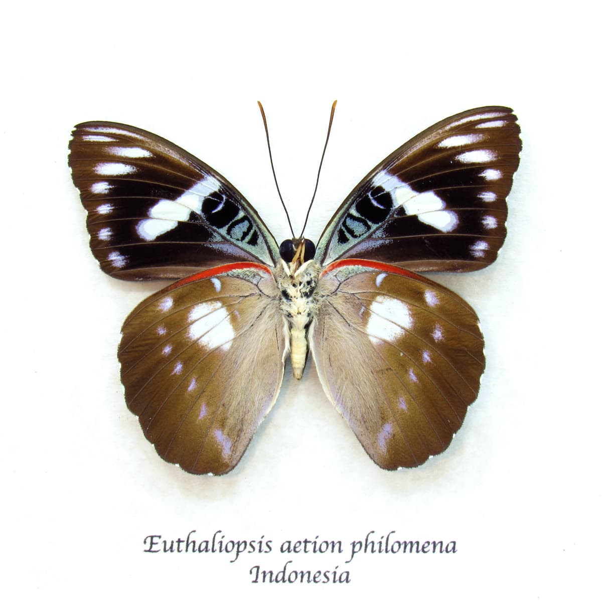 Rare butterfly framed taxidermy - Euthaliopsis aetion philomena