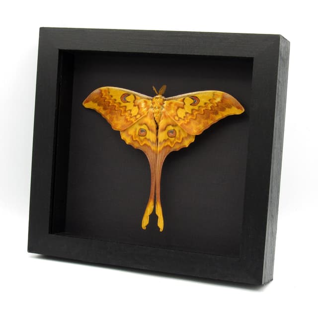 Rare Giant Moon moth framed taxidermy - Actias groenendaeli acutapex - Victorian mount