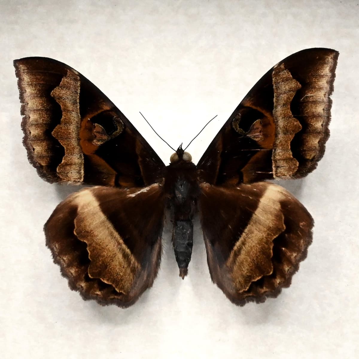 Real Noctuid moth framed taxidermy - Cyligramma disturbans