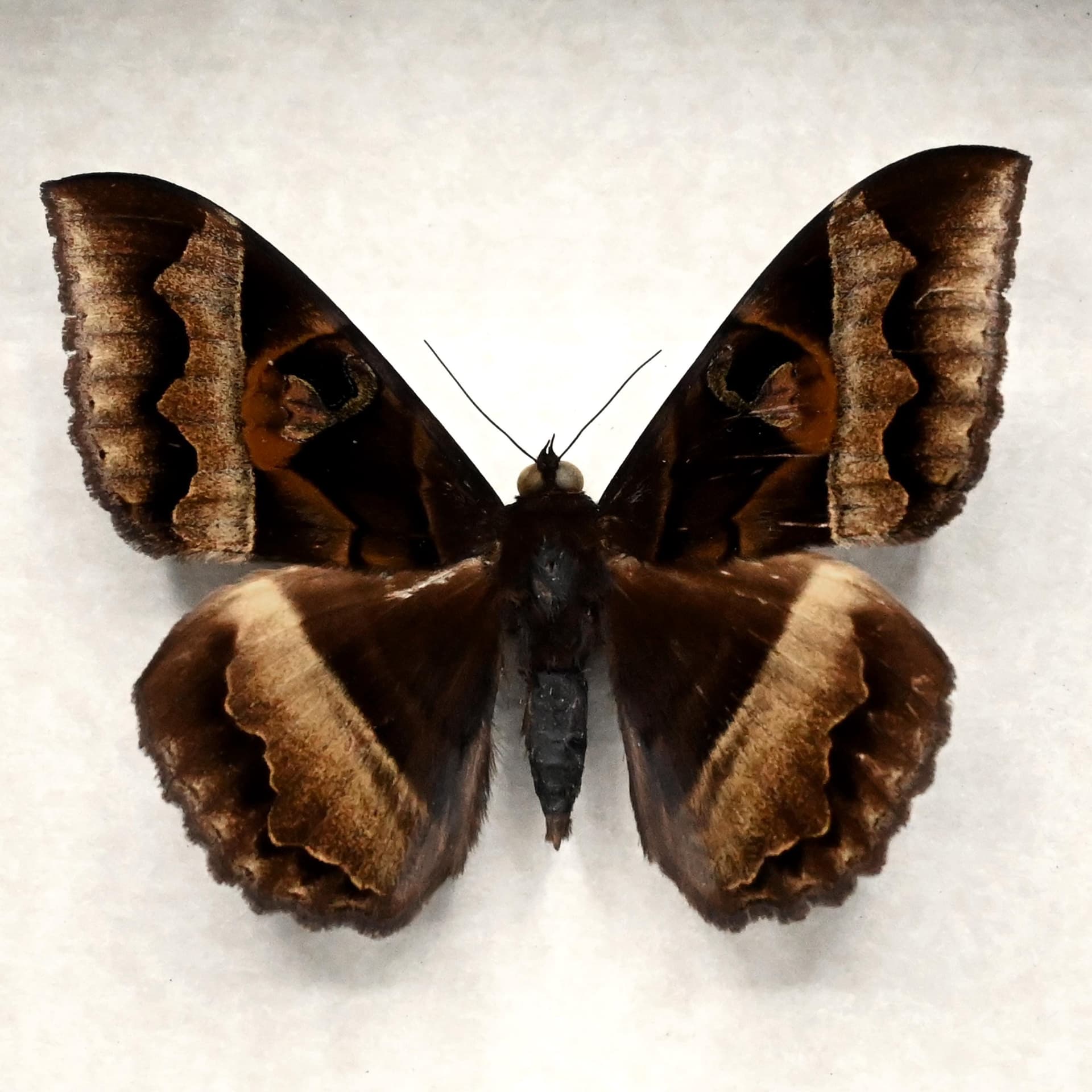 Real Noctuid moth framed taxidermy - Cyligramma disturbans