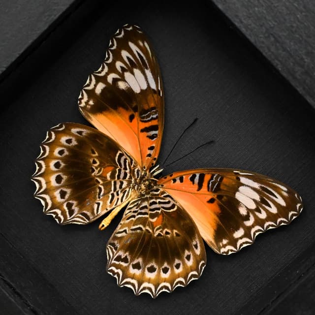 Real Eastern Red Lacewing butterfly framed taxidermy - Cethosia cydippe