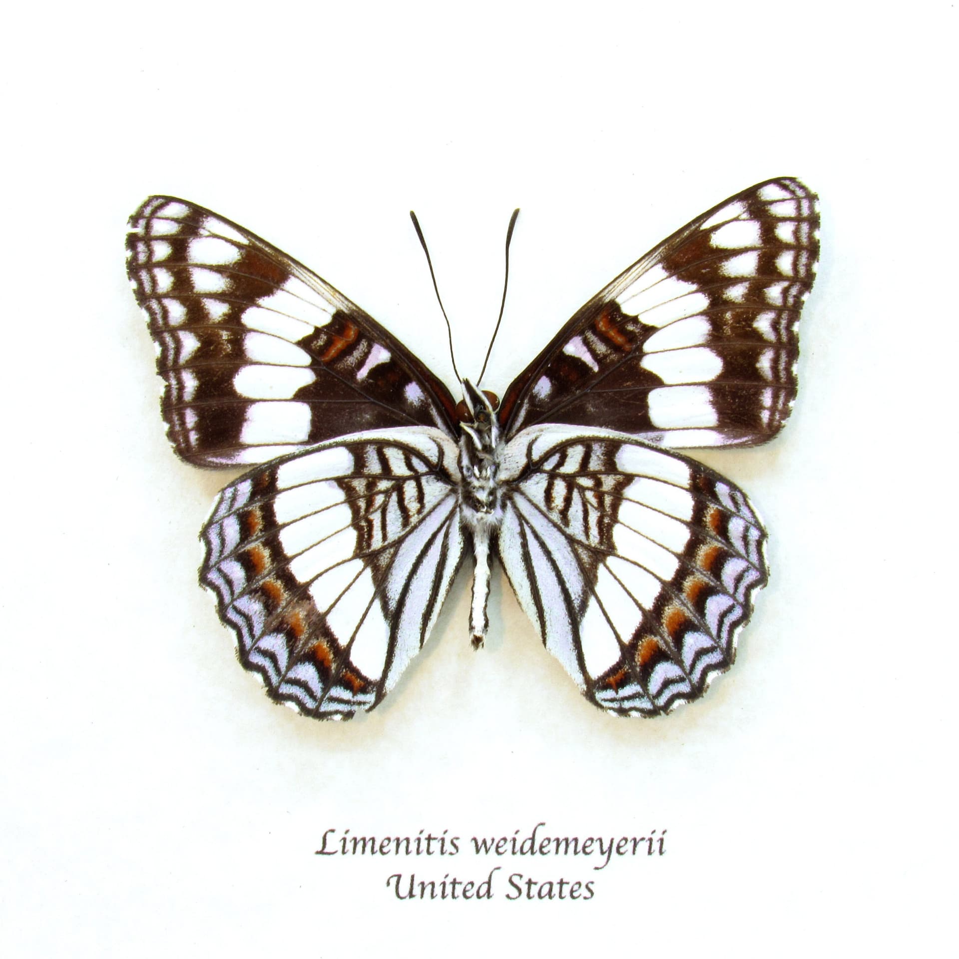 Real Weidemeyer's Admiral butterfly framed taxidermy - Limenitis weidemeyerii