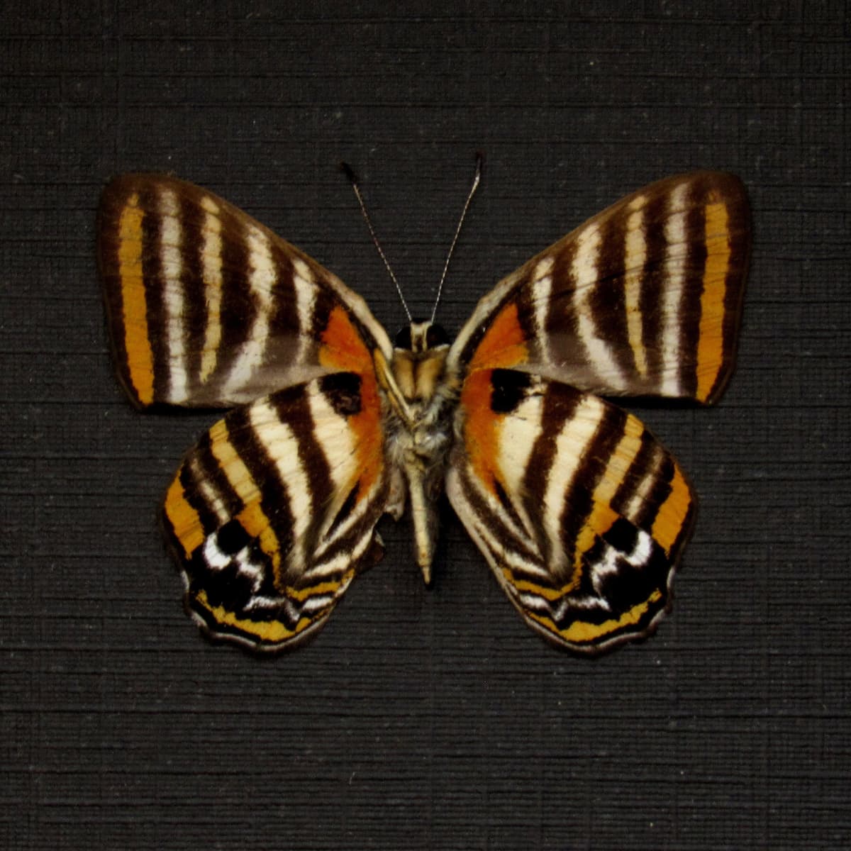 Real Metalmark butterfly framed taxidermy - Euselasia toppini