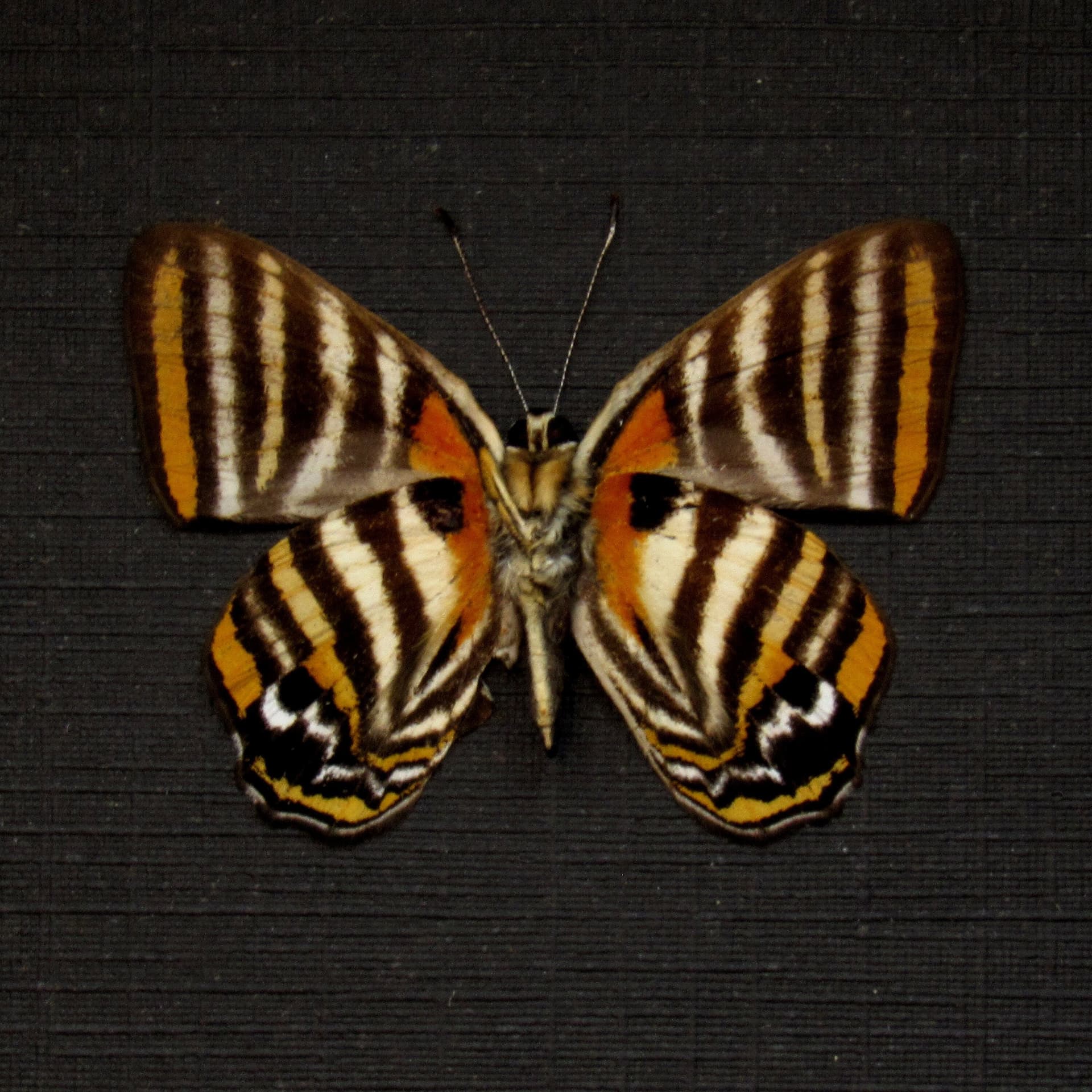 Real Metalmark butterfly framed taxidermy - Euselasia toppini