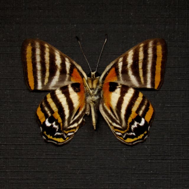 Real Metalmark butterfly framed taxidermy - Euselasia toppini
