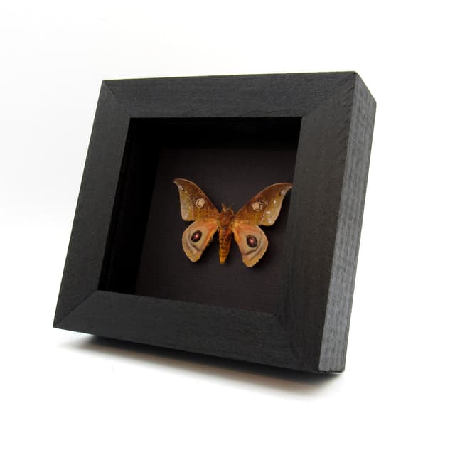 Rare real Saturn moth framed taxidermy - Automeris auletes
