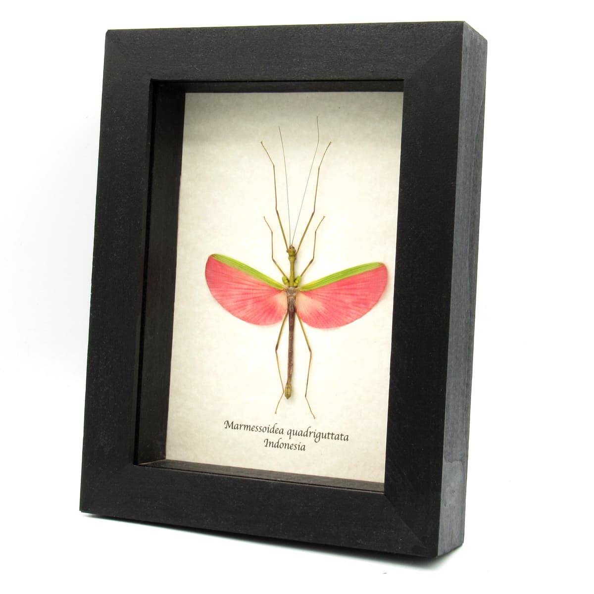 Real pink stick bug framed taxidermy - Marmessoidea quadriguttata