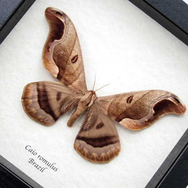 Rare Giant Saturn moth framed taxidermy - Caio romulus