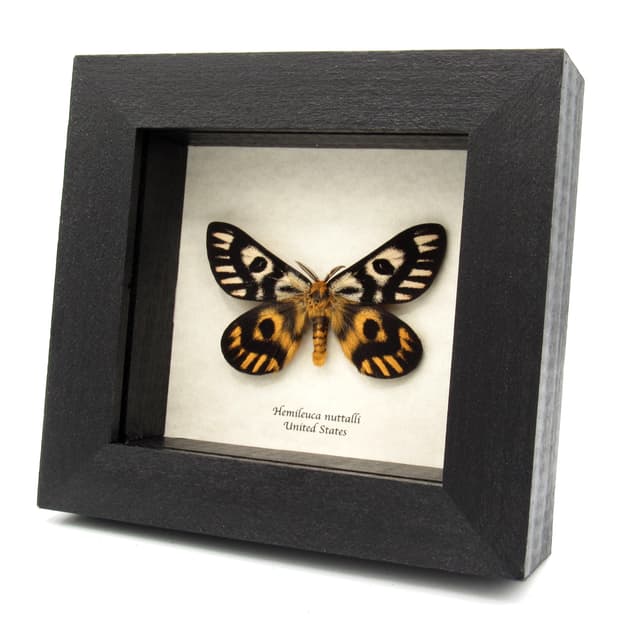 Real rare Sheep moth framed taxidermy - Hemileuca nuttalli - dark form - large