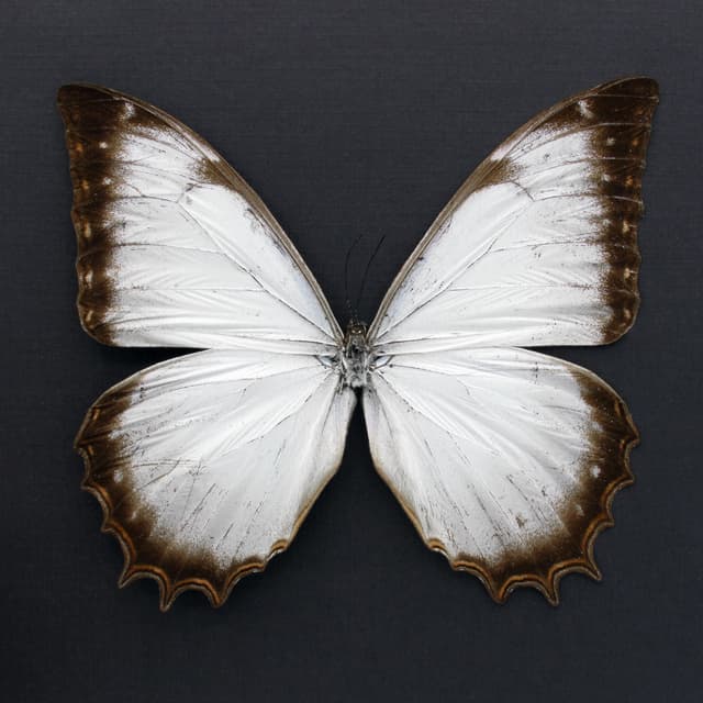 Real large white butterfly framed taxidermy - Morpho theseus juturna