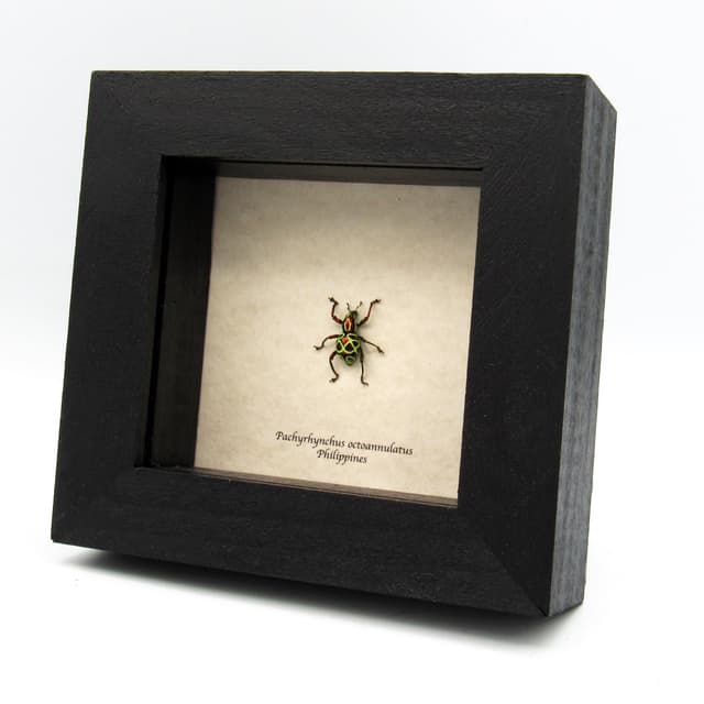Real metallic red weevil beetle framed specimen - Pachyrhynchus octoannulatus - female