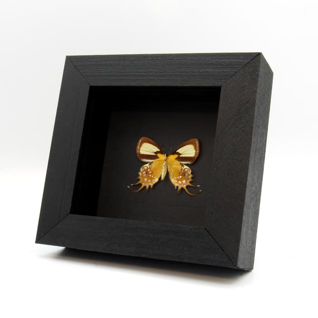 Real metallic gold butterfly framed taxidermy - Helicopis cupido