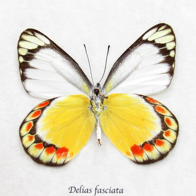 Real yellow Delias butterfly framed taxidermy - Delias fasciata