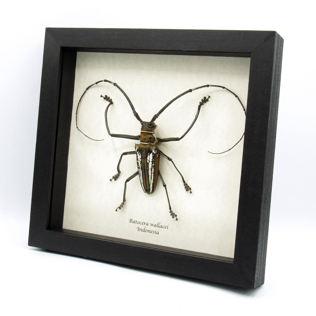 Rare XL Wallace’s Longhorn beetle framed taxidermy - Batocera wallacei