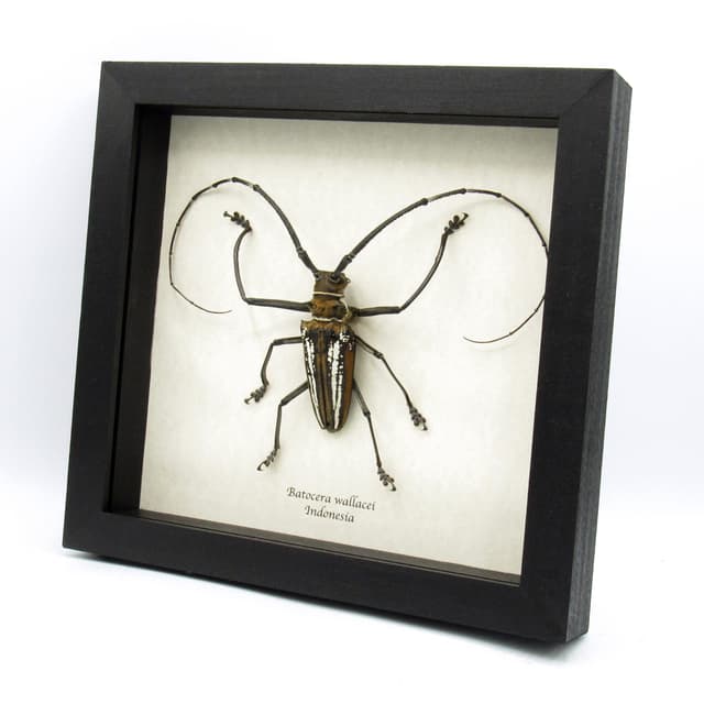 Rare XL Wallace’s Longhorn beetle framed taxidermy - Batocera wallacei
