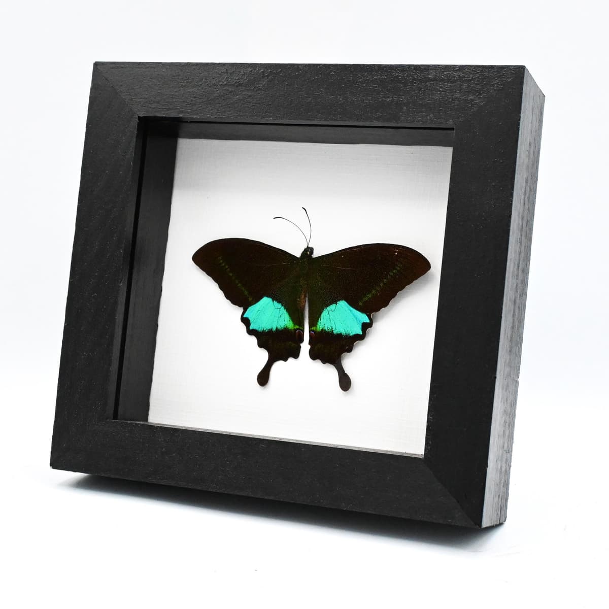 Real Paris Peacock butterfly framed taxidermy - Papilio paris - Victorian mount - 2