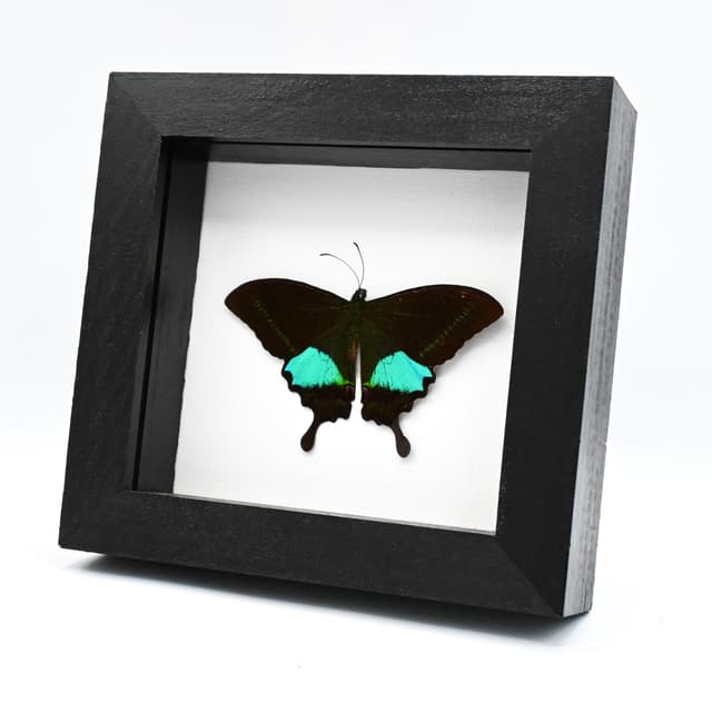 Real Paris Peacock butterfly framed taxidermy - Papilio paris - Victorian mount - 2