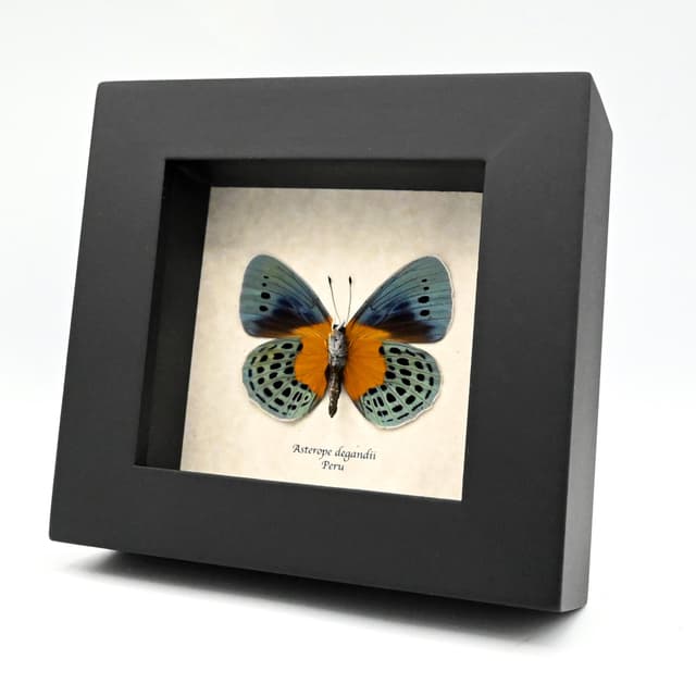 Real metallic butterfly framed taxidermy - Asterope degandii