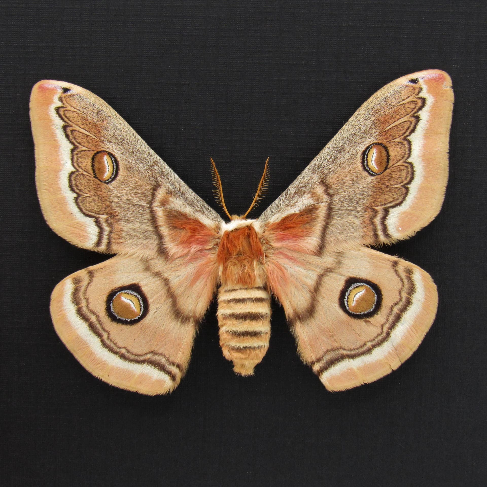 Real white Saturn moth framed taxidermy - Neoris huttoni - large female