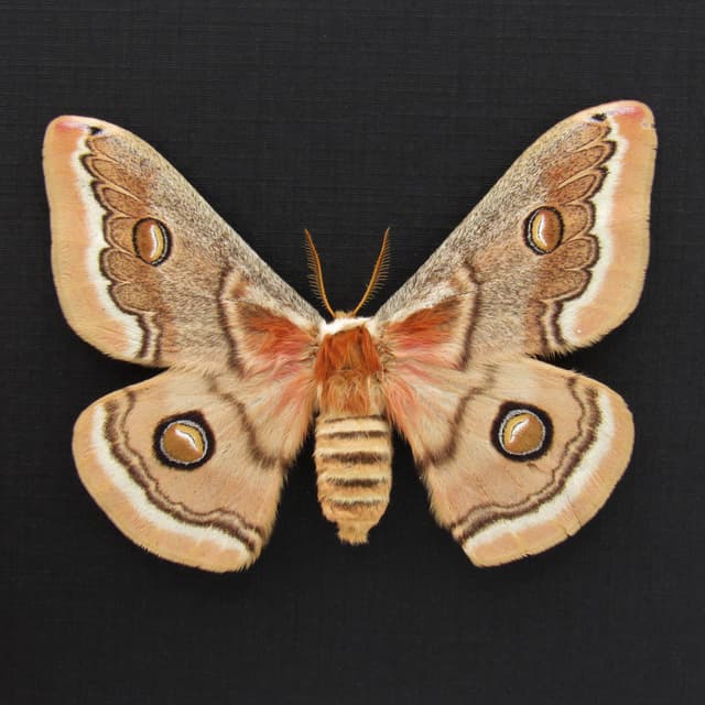 Real white Saturn moth framed taxidermy - Neoris huttoni - large female