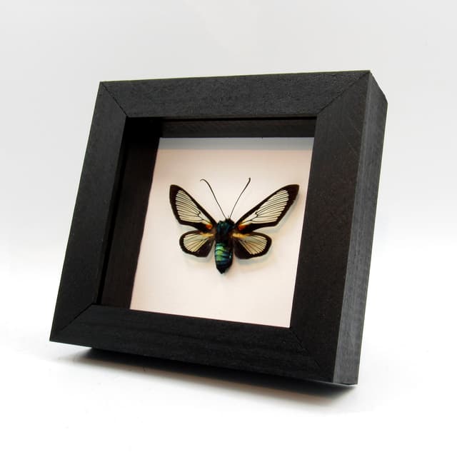 Real metallic clear wing moth framed taxidermy - Cocytia durvillii