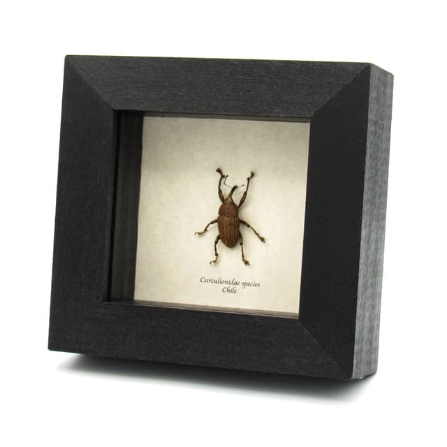 Real Weevil framed beetle taxidermy - Curculionidae species