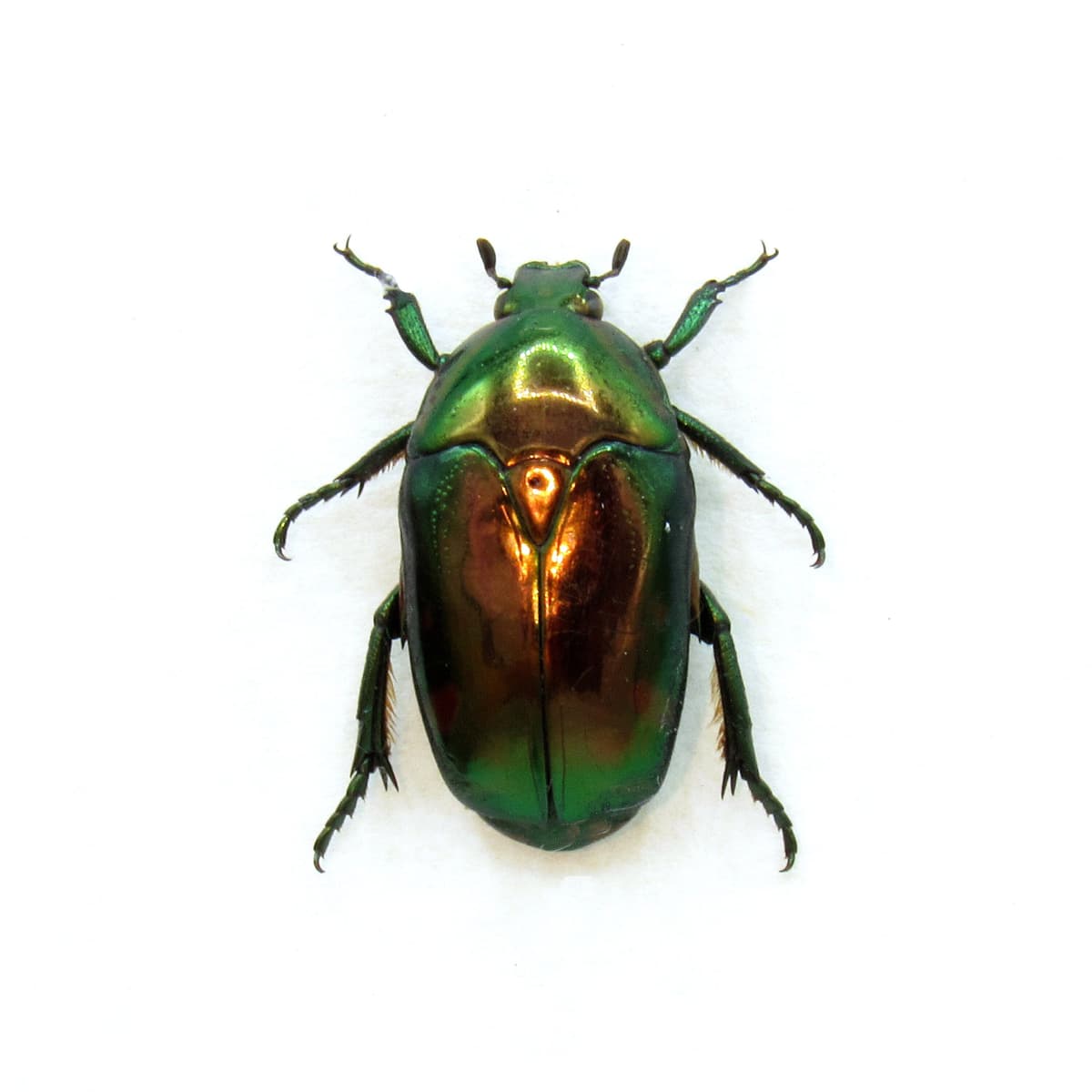 Rare metallic Flower beetle framed taxidermy - Poecilopharis babarica