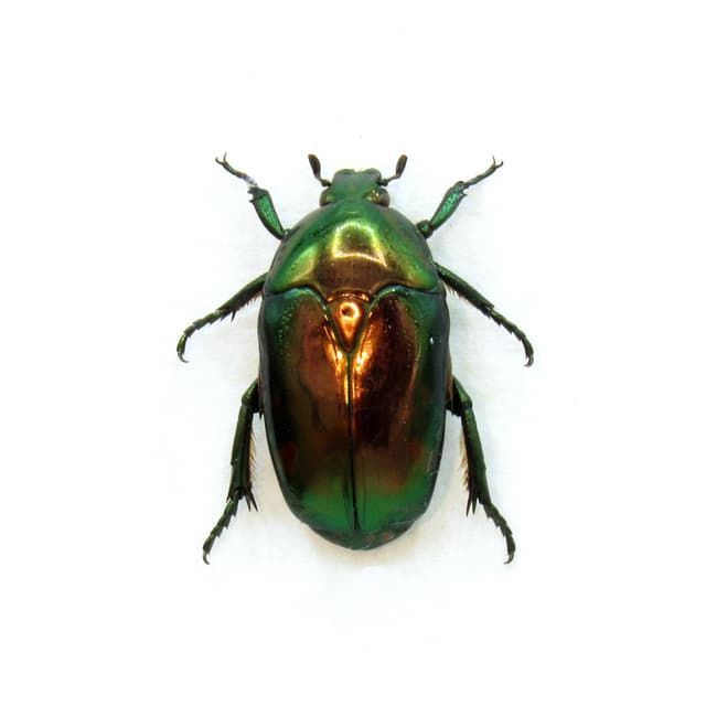 Rare metallic Flower beetle framed taxidermy - Poecilopharis babarica